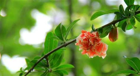 石榴花|石榴花的传说与花语（探寻石榴花的历史渊源和神秘传。